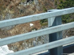 White mountain goat in Skagway.jpg