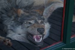 Wolf head in fur store at Skagway.jpg