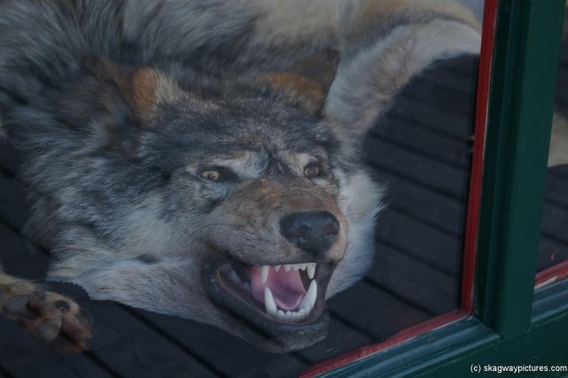Wolf head in fur store at Skagway.jpg