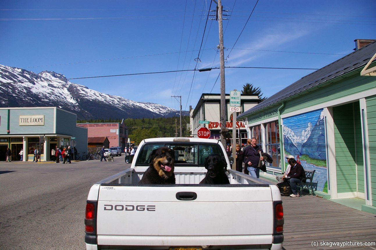 Dogs on the back of a truck in Skagway.jpg