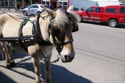 Pony in Skagway.jpg