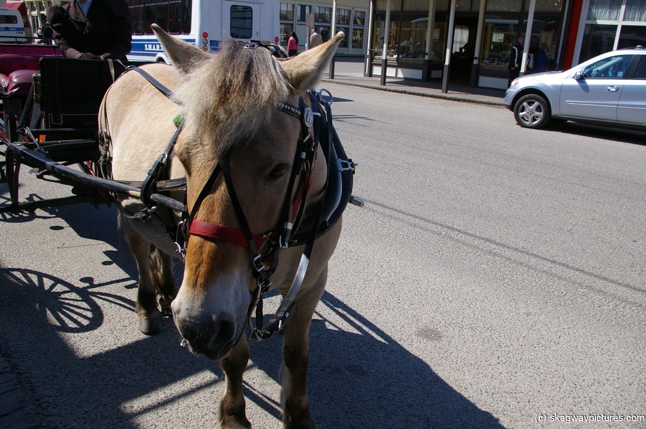 Pony in Skagway 2.jpg