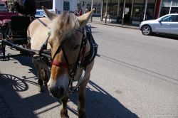 Pony in Skagway 2.jpg