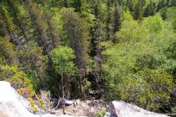 Trees in Skagway.jpg