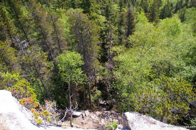 Trees in Skagway.jpg