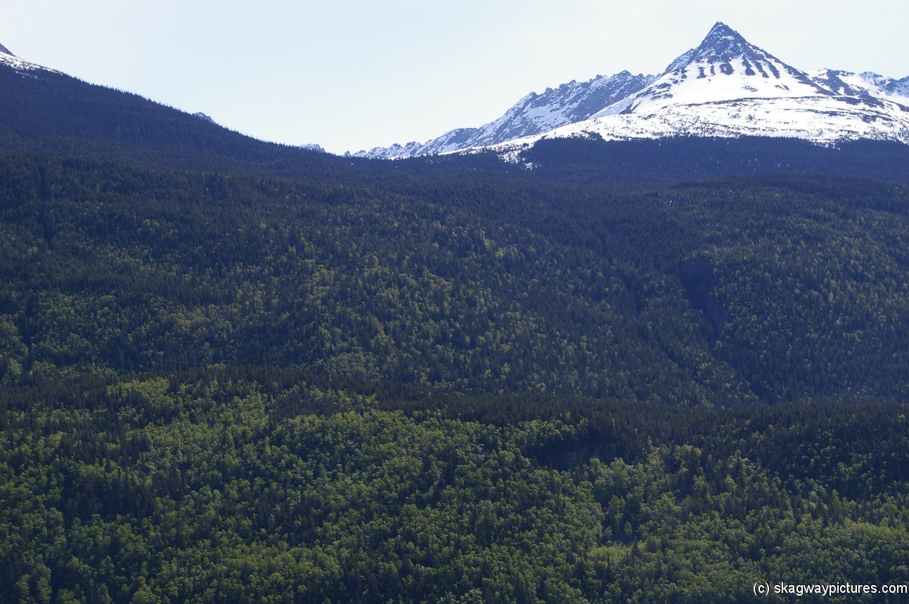 Trees line base of Skagway mountain.jpg