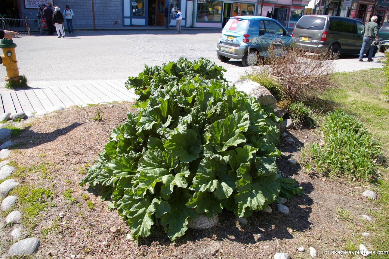 Veggie plant in Skagway.jpg