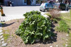 Veggie plant in Skagway.jpg